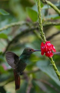 Costa Rica: Hummingbirds in flight 1/3