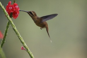 Costa Rica: Hummingbirds in flight 2/3