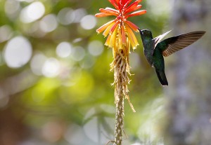 Costa Rica: Hummingbirds in flight 3/3