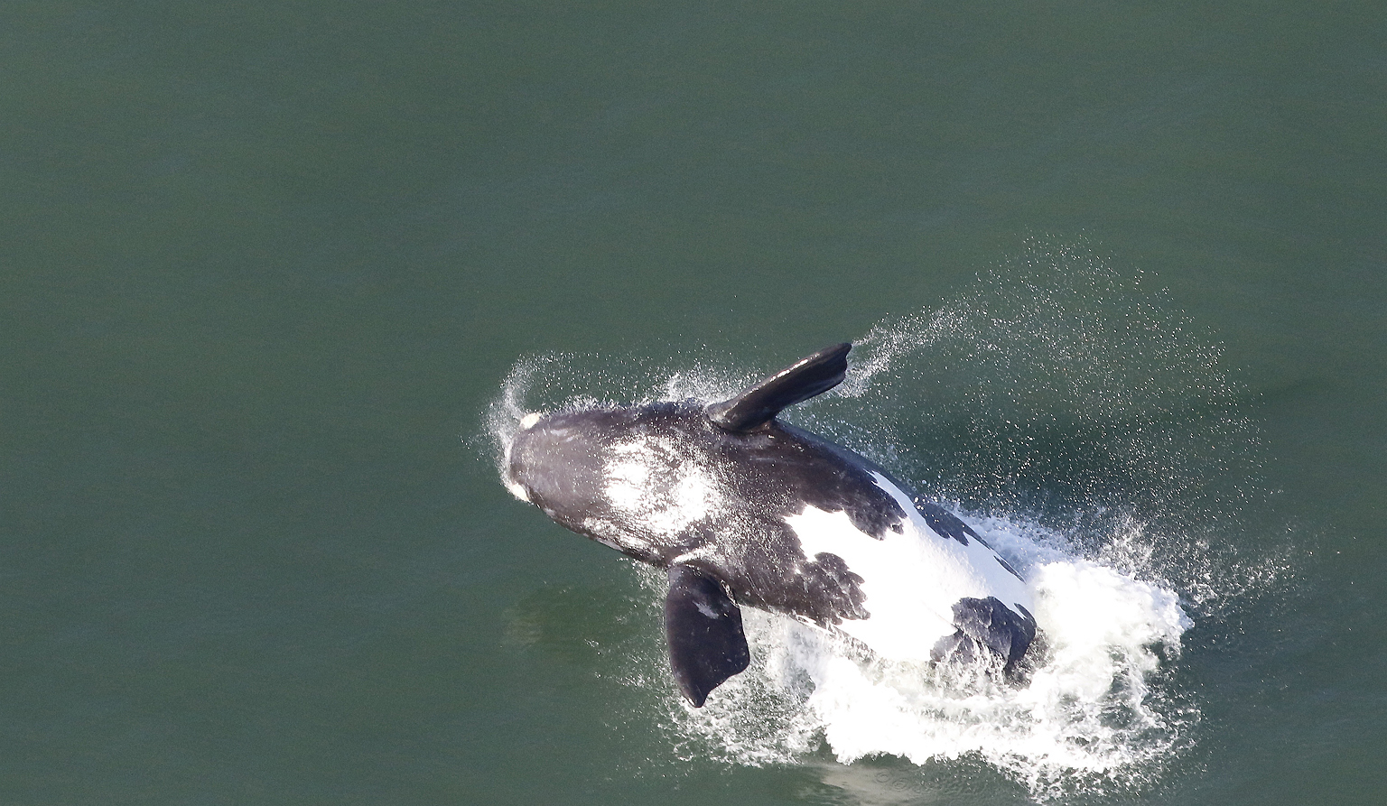 Whales in Hermanus, seen from above