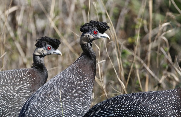 Crested guineafowl