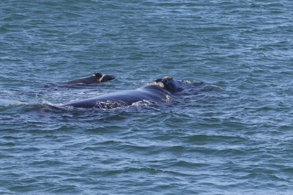 Southern Right Whale breaching in front of Hermanus