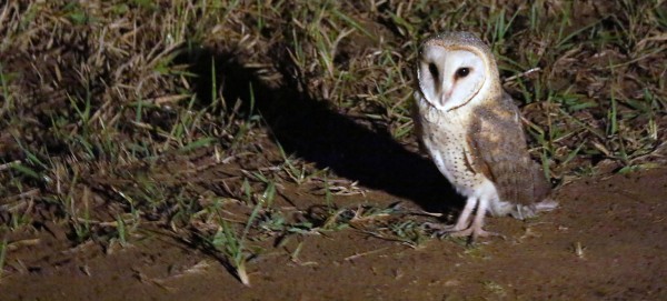 Western Barn Owl