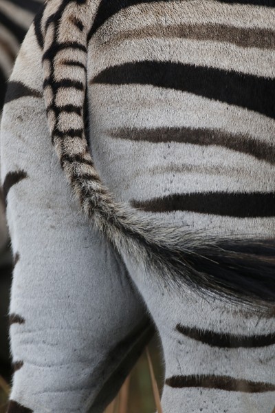 Zebras: Zooming in