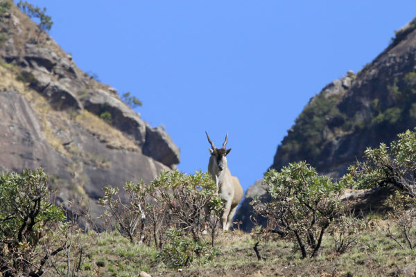 Elan du Cap / Common Eland