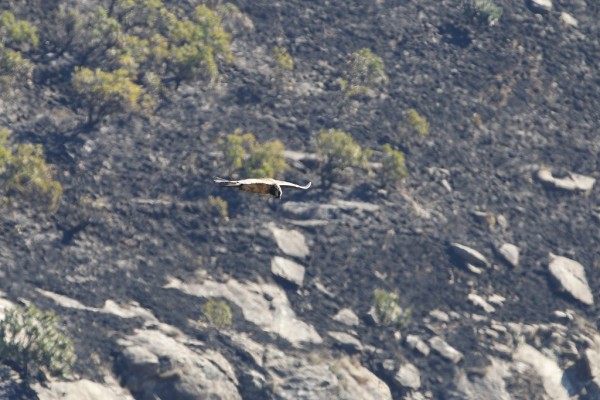 Bearded Vulture