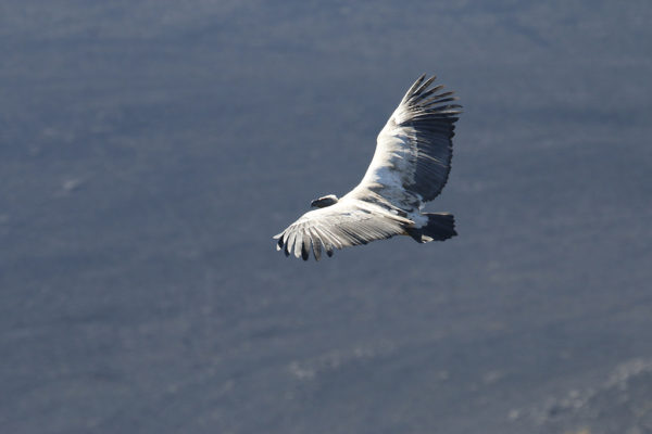 White-backed vulture