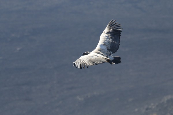 White-backed Vulture