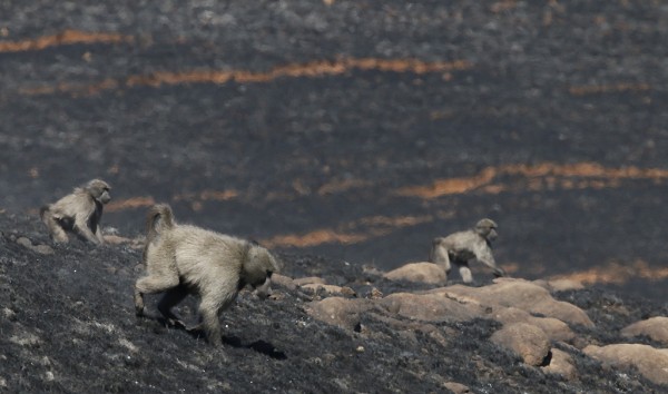 Baboons