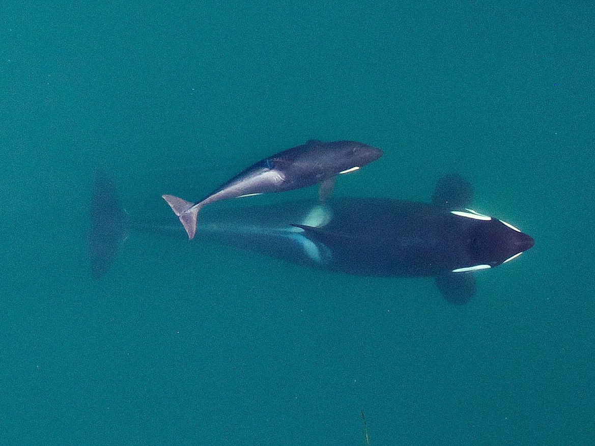 Orcas family snapshots