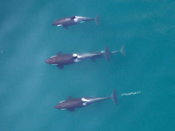 Photogrammetry image the A42 family group of Northern residents. Killer whales travel in their matrilineal family group their entire lives. Here the matriarch A42 is in the middle with her newest calf beneath her. Note A42’s distinctive saddle patch. This allows scientists to recognize individual whales from the photographs and assess their health. Credit: NOAA Fisheries, Vancouver Aquarium. Taken by UAV from above 90 feet under Fisheries and Oceans Canada research permit and Transport Canada flight authorization. More information at http://www.fisheries.noaa.gov/podcasts/2015/10/uav_killer_whale.html