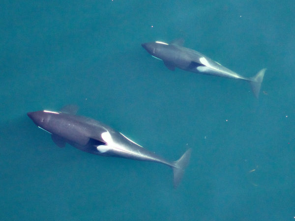 Photogrammetry image of an adult female Southern Resident killer whale (J28) traveling with her juvenile offspring (J46). This image reveals the wide body profile of the mother, indicating that she is likely pregnant and due to have a second calf in the coming months. Credit: NOAA Fisheries, Vancouver Aquarium. Taken by UAV from above 90 feet under NMFS research permit and FAA flight authorization. More information at http://www.fisheries.noaa.gov/podcasts/2015/10/uav_killer_whale.html