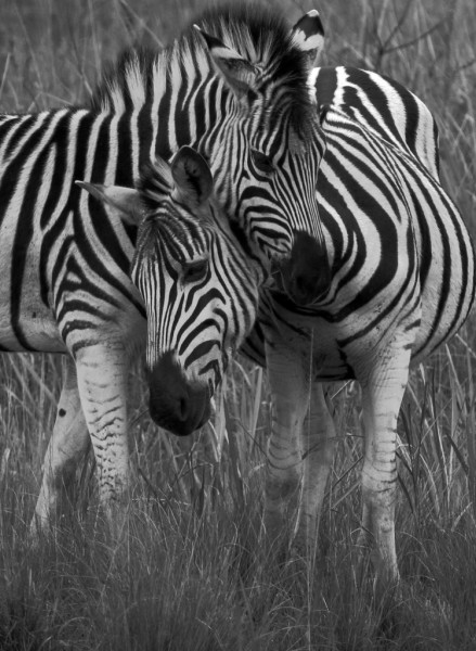 Zebras at a cross-over