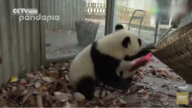 Cute baby pandas