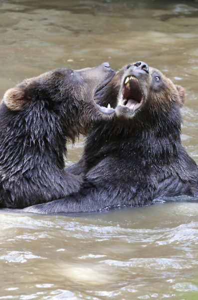 Grizzli fight