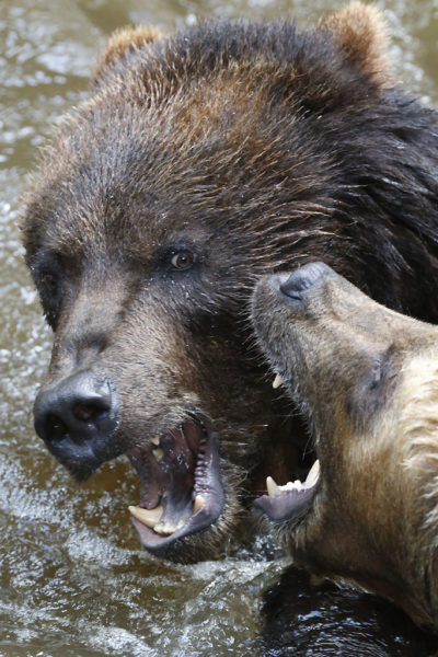 Grizzlis fighting