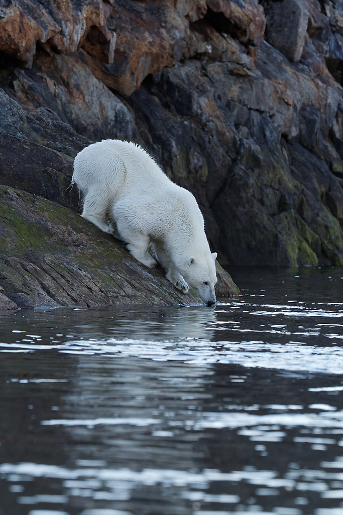 Polar bear at Lower Savage Island