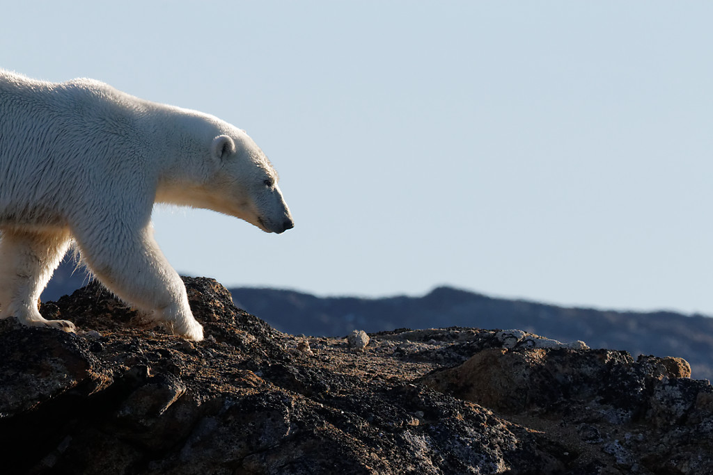 Backlit polar bear