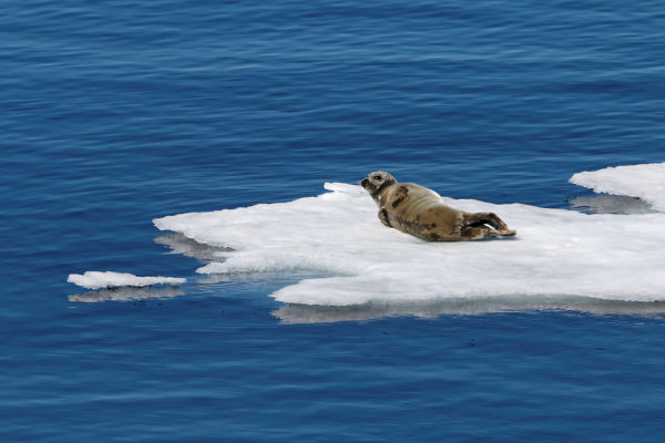 Seal lying on ice