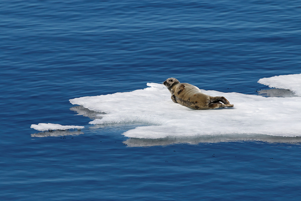 Seal lying on ice