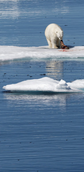 Polar bear [panorama]