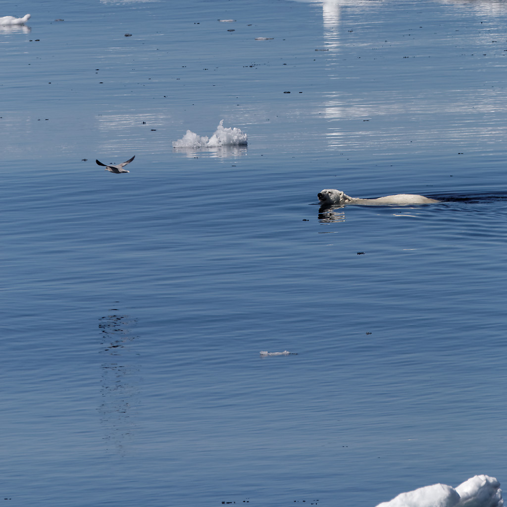 Polar bear on a kill