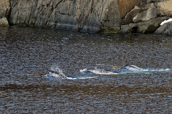 Narwhals (two tusks visible)