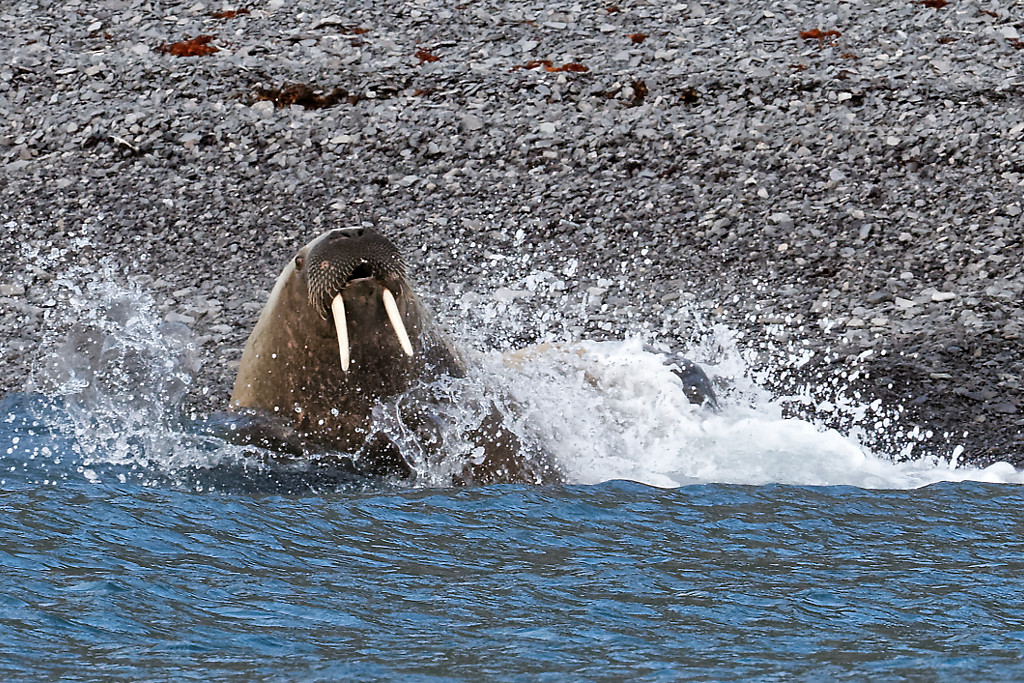 Waves splashing on a walrus