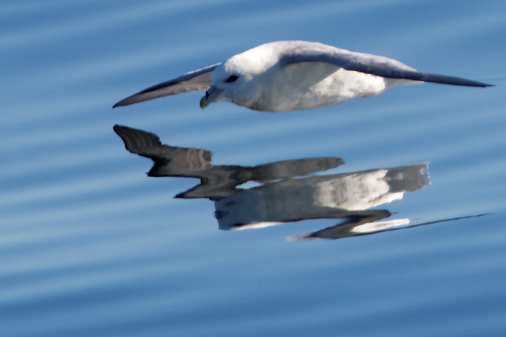 Northern fulmar – Water drawing