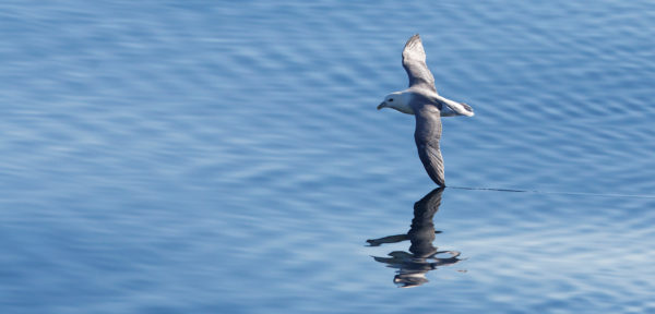 Fulmar boréal [panorama]