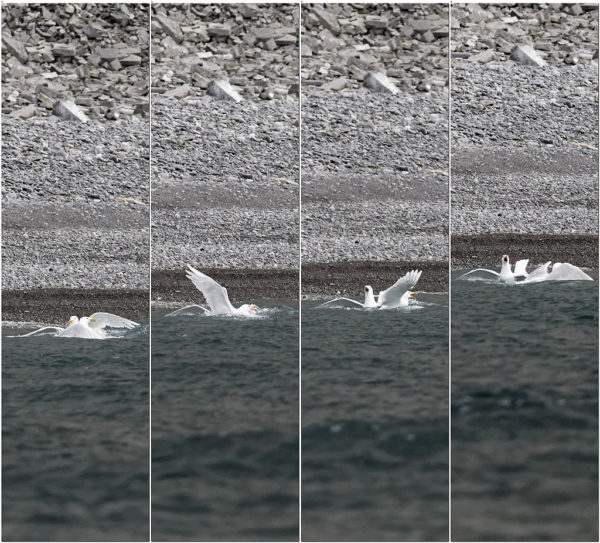 Goéland bourgmestre, glaucous gull