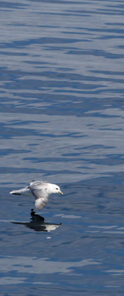 Fulmar panorama