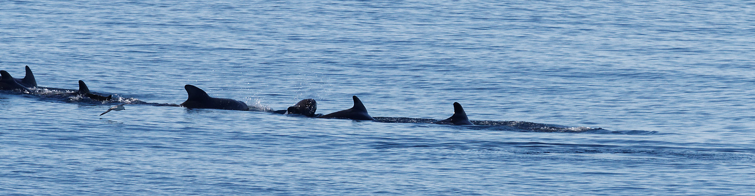 Whale family