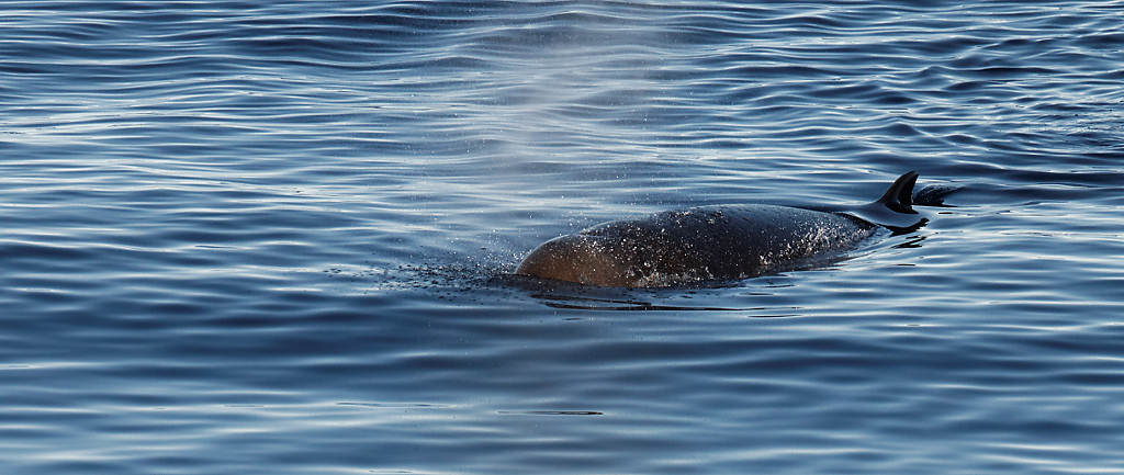 Whales on Davis Strait