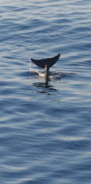 Pilot whale tail (vertical panorama)