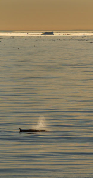 Pilot whale in the sunset (panorama)