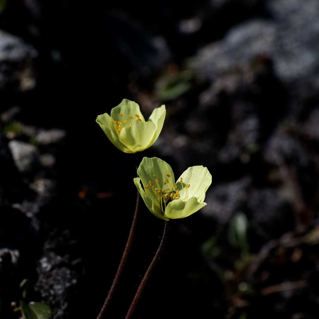 Flowers in Sunshine Fjord