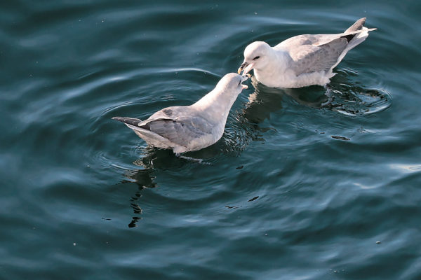 Bickering Northern Fulmars