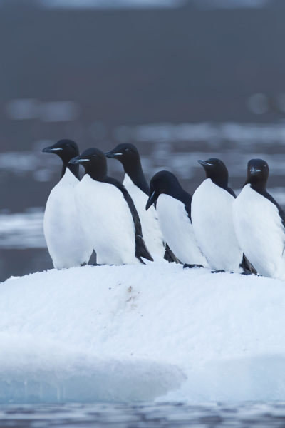 Thick-billed murre