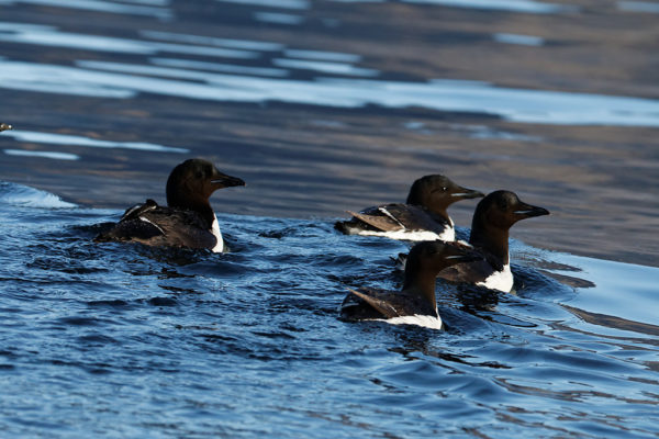 Thick-billed murre - Guillemot_de_Brünnich