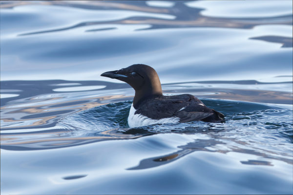 Thick-billed murre - Guillemot_de_Brünnich