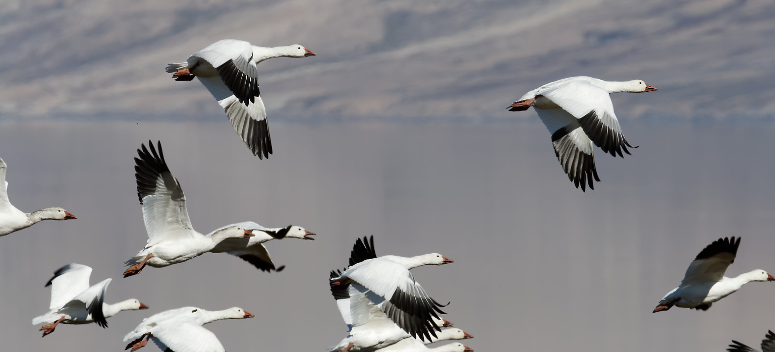 Snow geese