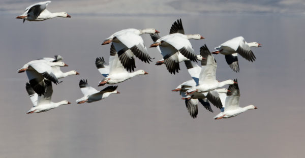 Snow geese