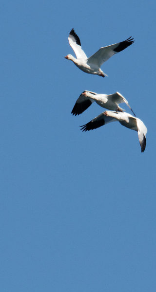 Snow geese