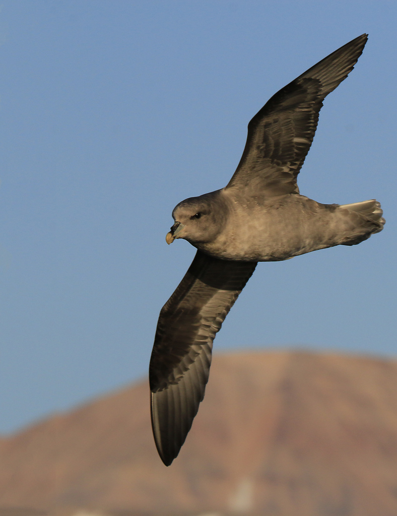 Northern Fulmar