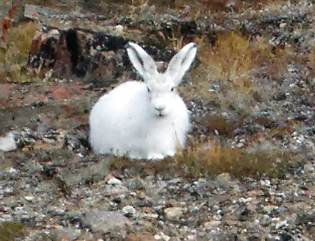 Arctic bunny too far for a photo