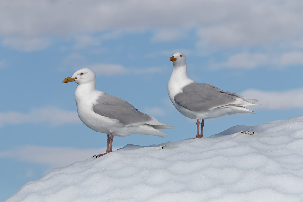Glaucous gulls
