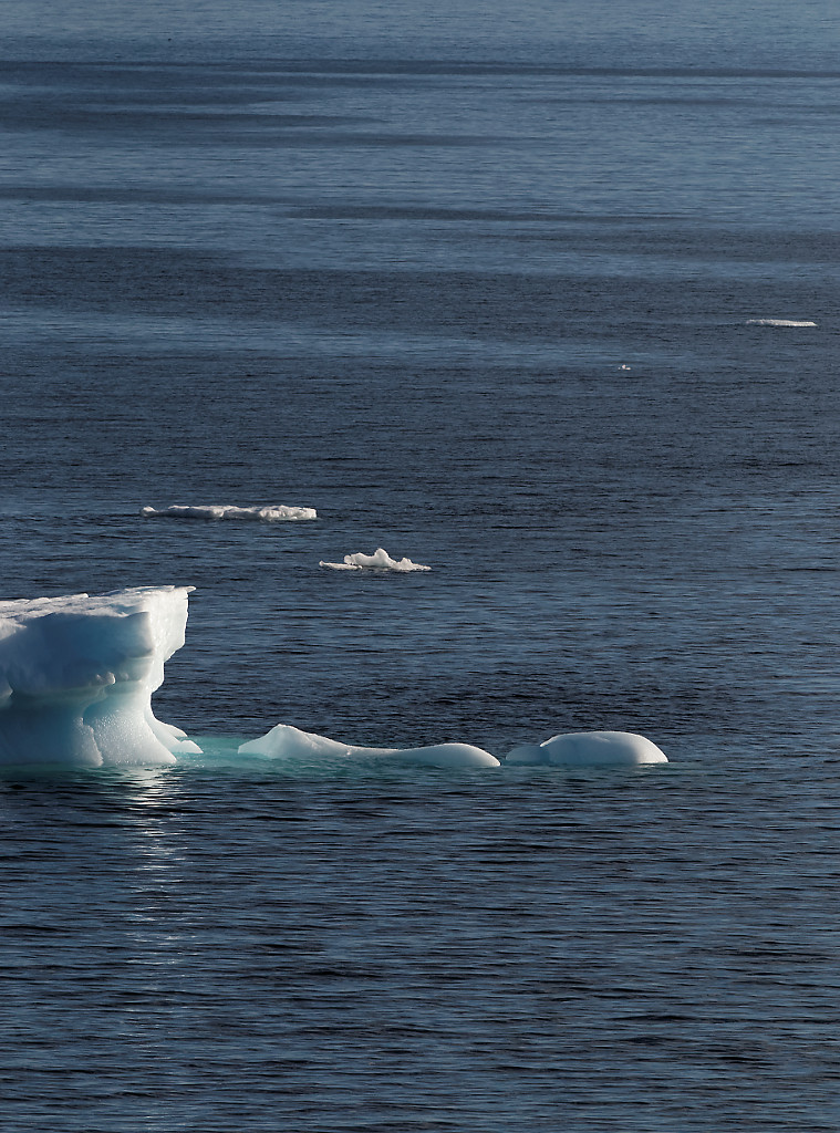Many icebergs