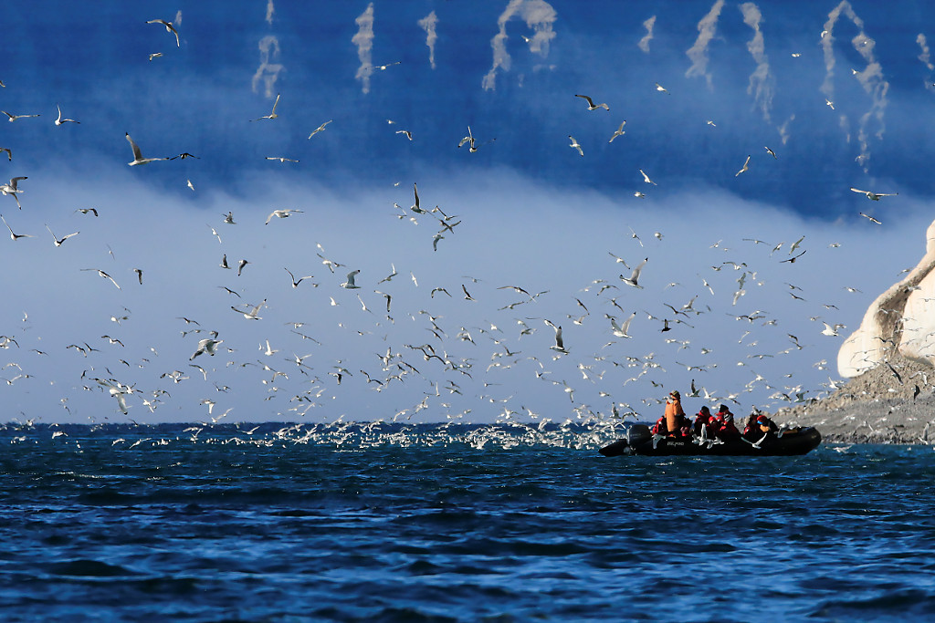 Birds of Prince Leopold Island 2/3