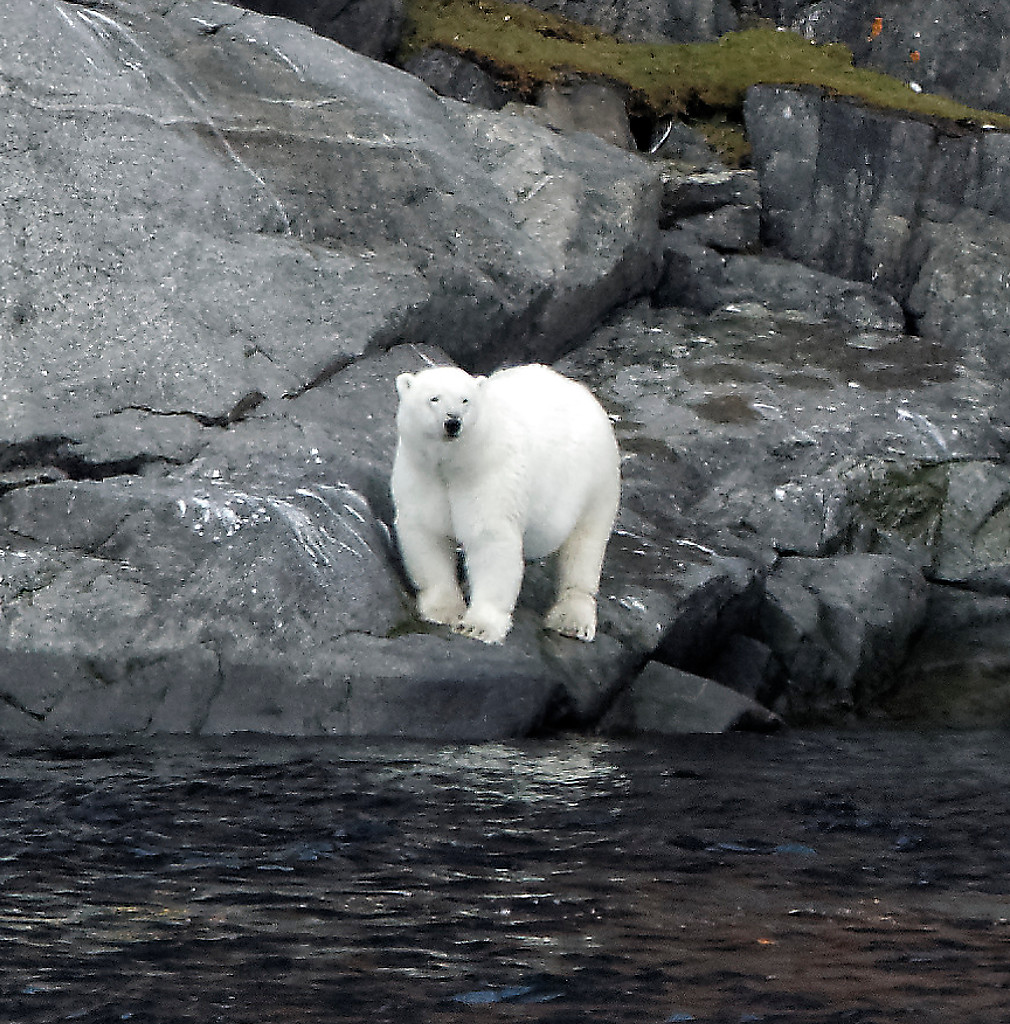 Polar bear in Bellot Strait